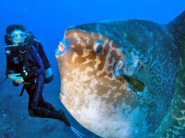 Дайвинг Бали фото