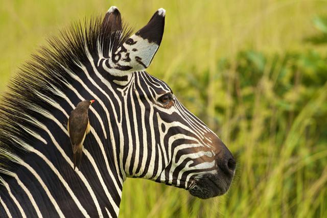 Африка сафари фото