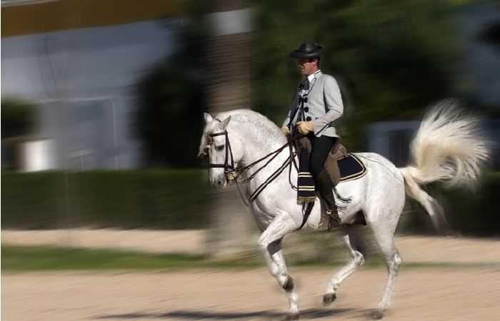 Андалузская лошадь и ее шоу в Испании