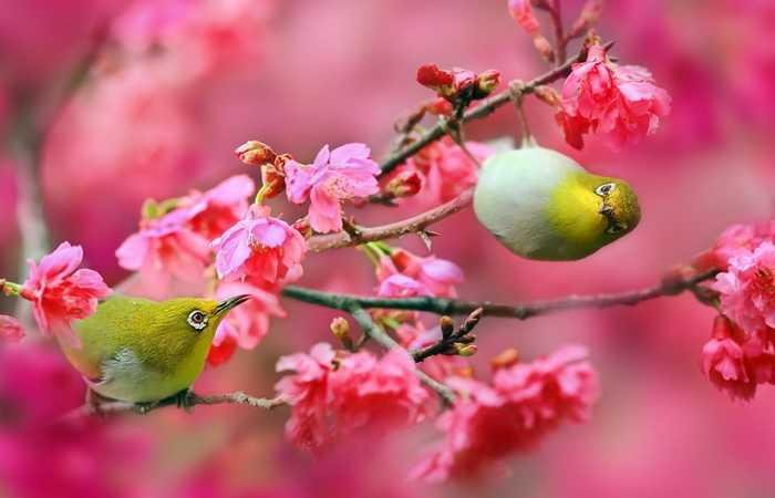 Цветение сакуры в Японии