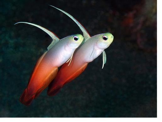 Дайвинг на Бали, затонувший корабль Либерти