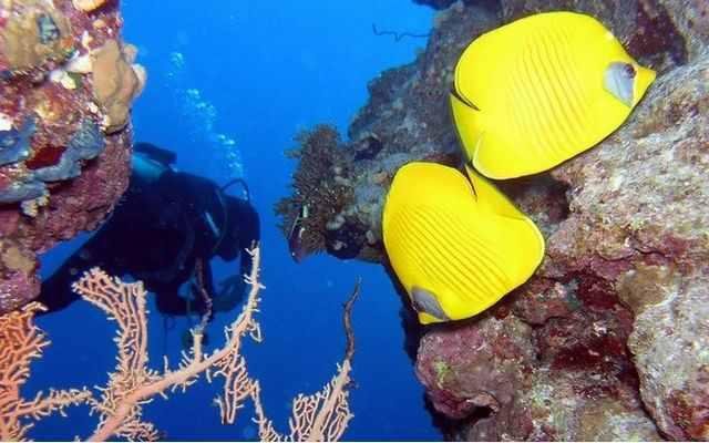 Дайвинг сафари в Египте фото