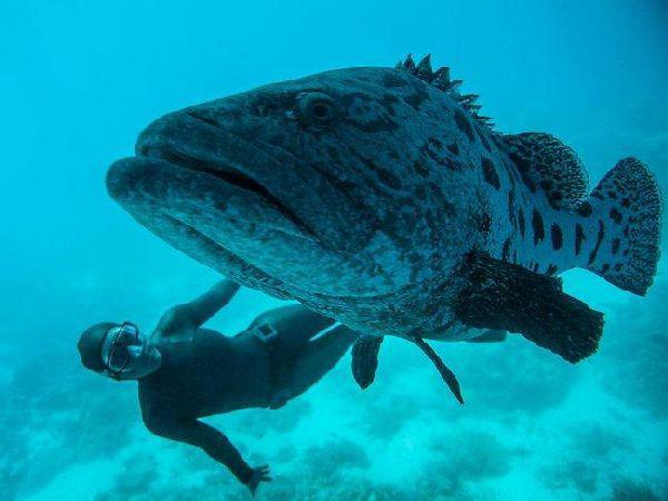 Дайвинг в Египте