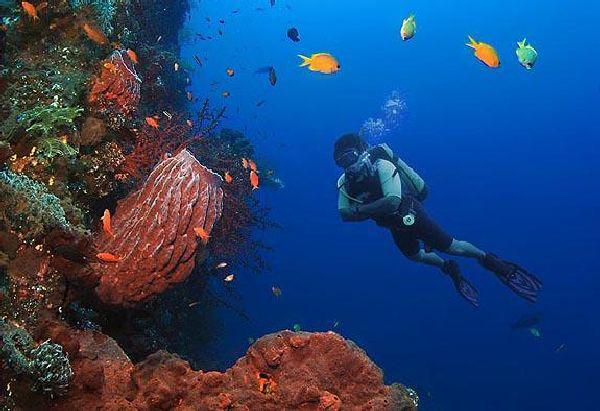 Дайвинг Красное море фото