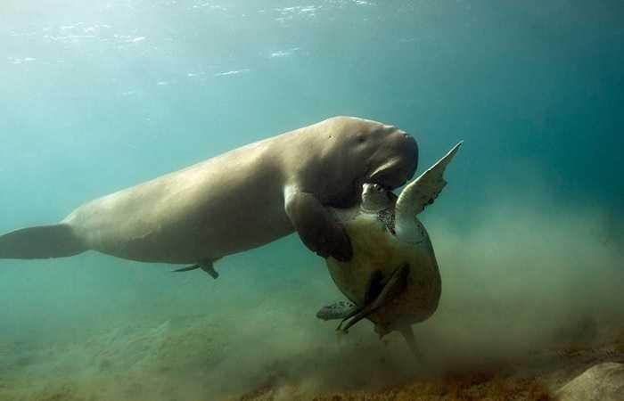 Марса Алам экскурсии фото