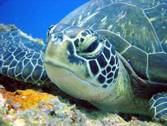 Занзибар Восточная Африка