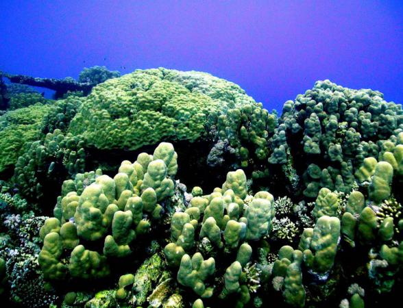 Подводные путешествия в Шарме