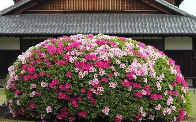 Как дешево путешествовать по Японии, фото