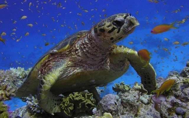 Развлечения в Хургаде