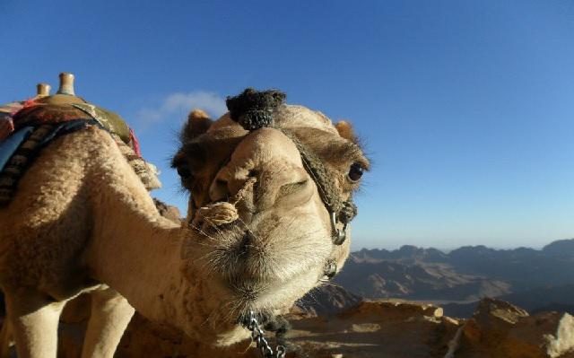 Сафари Египет фото