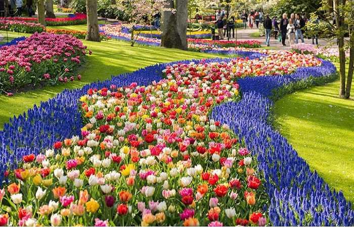 Кекенхоф фото