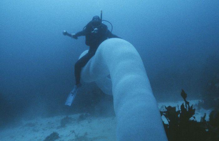 Гигантская пиросома фото