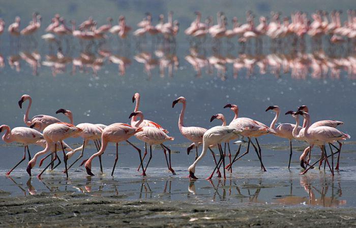 Нгоронгоро Танзания, фото