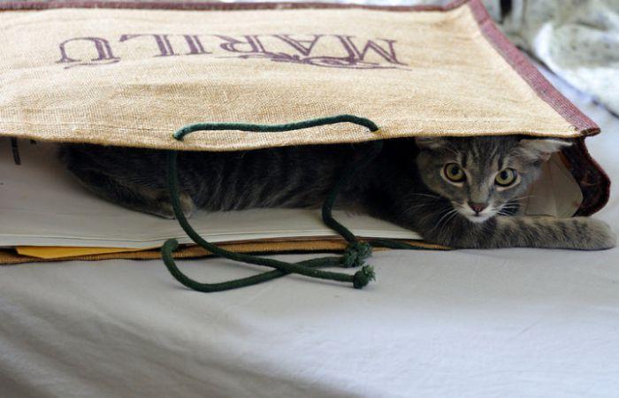 Что можно провозить в ручной клади