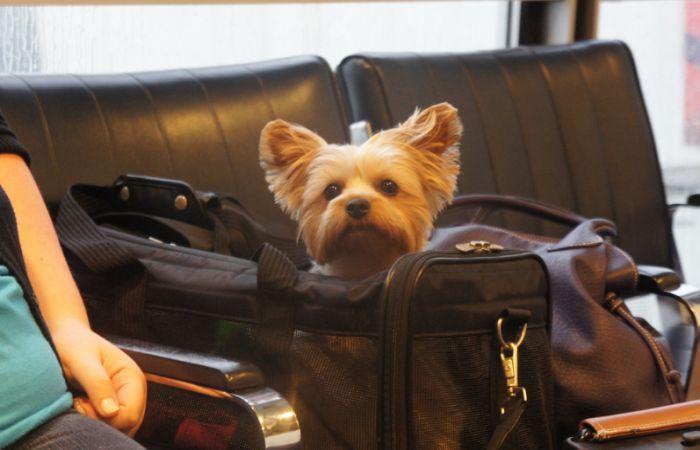 Что делать, если багаж весит больше 20 кг