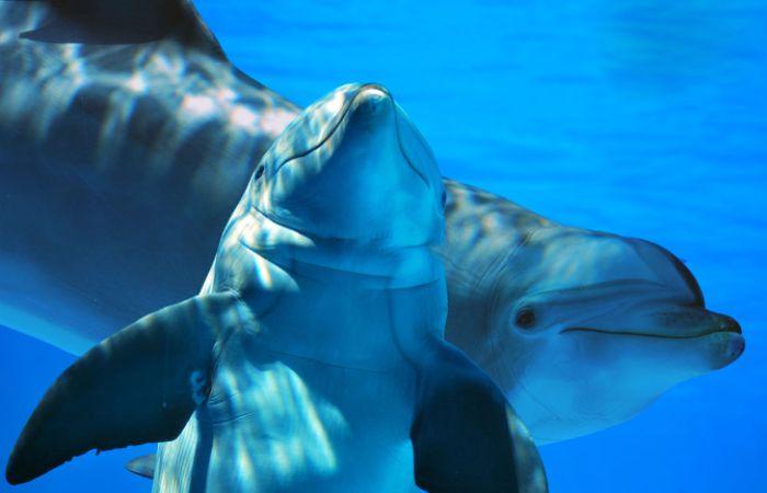 Аквариум в Каттолике Le Navi фото