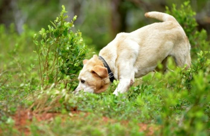 Коронавирус могут диагностировать собаки
