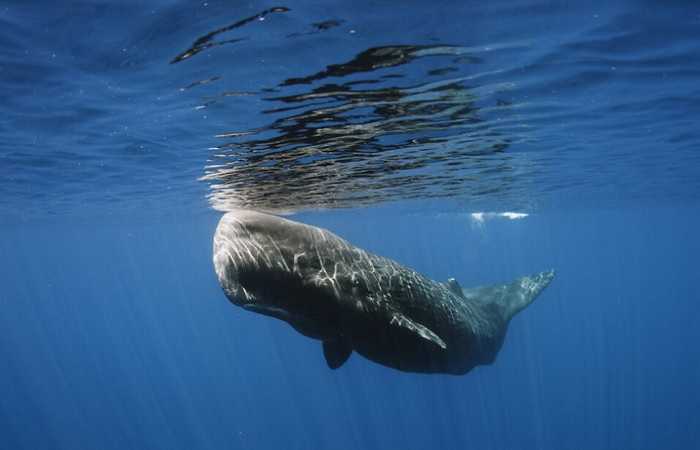 Адехе и наблюдение за китами