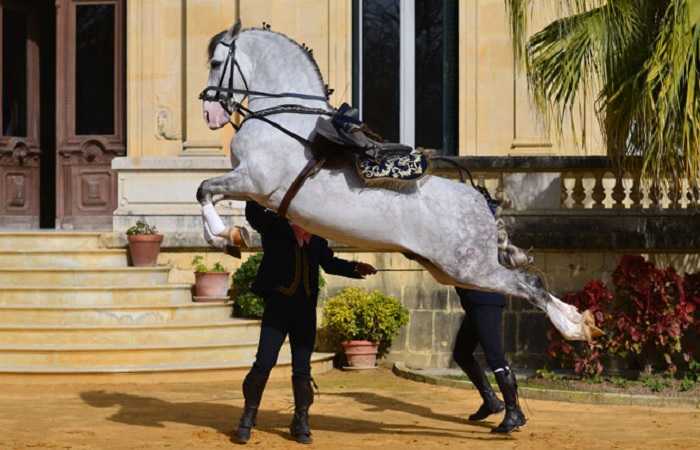 Андалузская лошадь, Королевская андалузская школа конного искусства