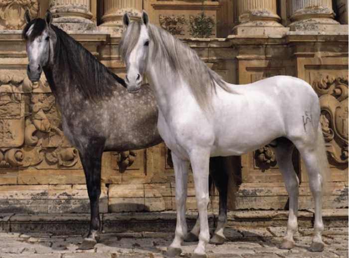 Андалузские лошади фото
