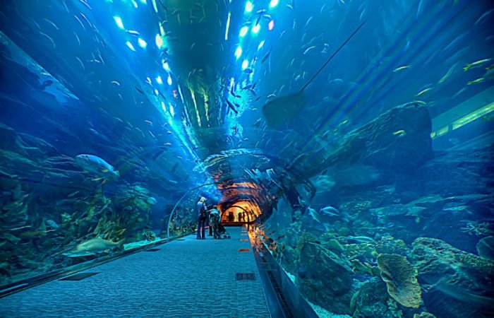 Аквариум и подводный зоопарк Дубая, фото 