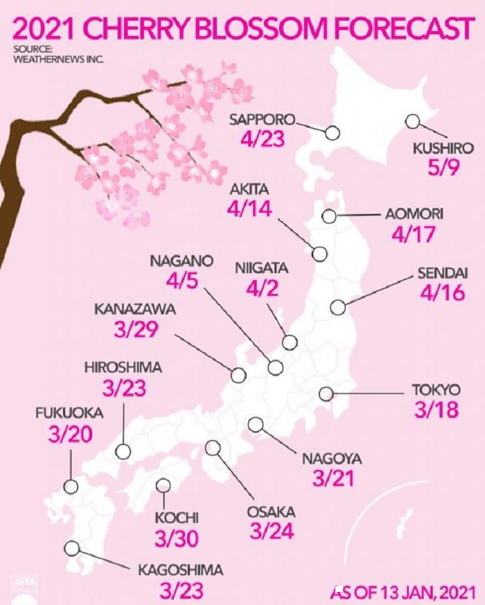Цветение сакуры в Японии, календарь цветения 2021 