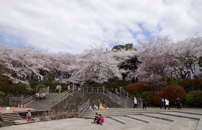 Парк Аскаяма, цветение сакуры в Токио