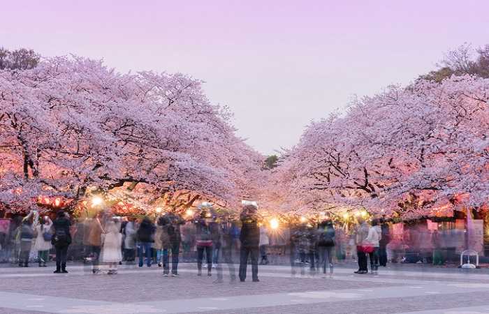 Цветение сакуры в Токио, парк Уэно