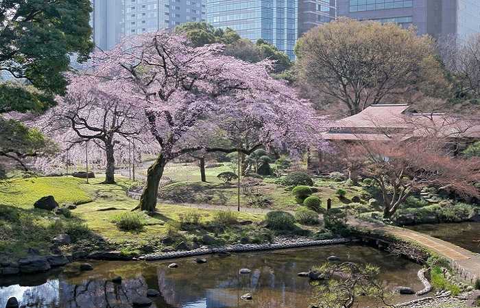 Период цветения сакуры в Токио, сад Коисикава Коракуэн