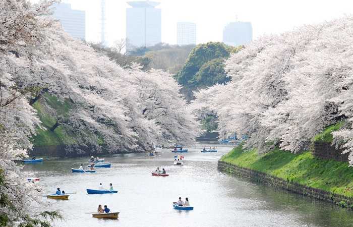 Цветение сакуры в Токио, пейзажи Чидори зи Гэфучи