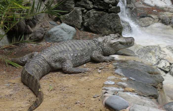 Парк крокодилов на Гран Канария