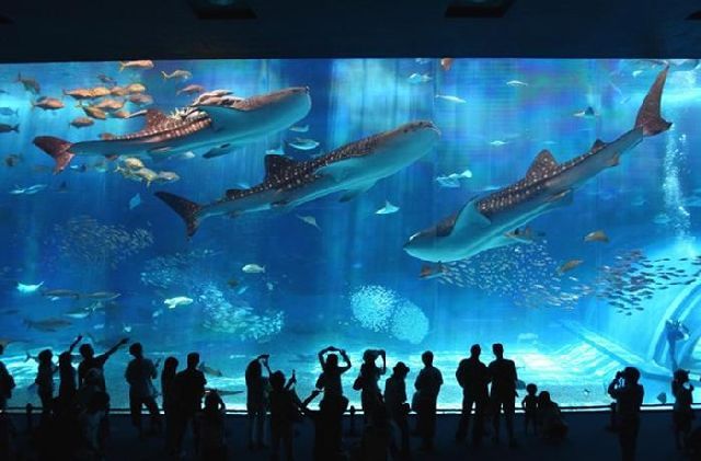 Морской парк-аквариум Токио