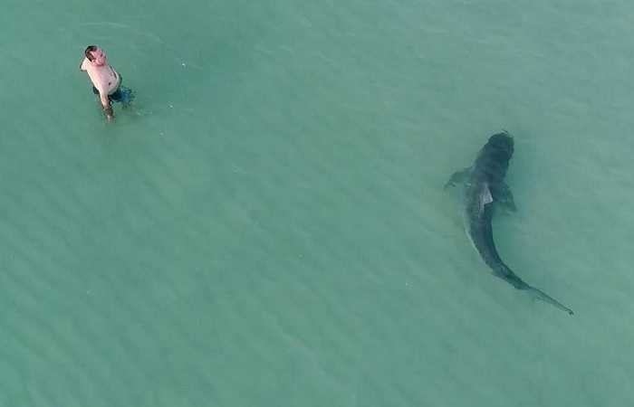 Фото недели, 03.12.2017, акулы на пляжах Майами, Флорида