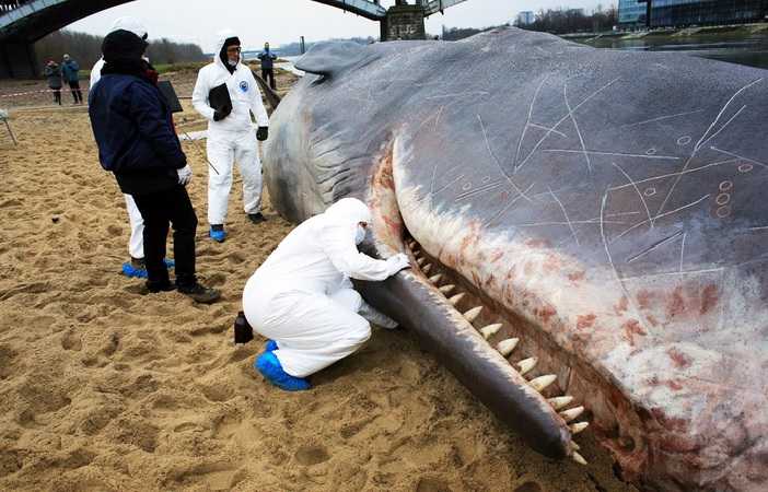 Фото недели, 10 декабря 2017, кит, выброшенный на берег, Варшава