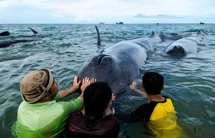 Фото недели, 17 декабря 2017, киты, выбросившиеся на берег на Суматре