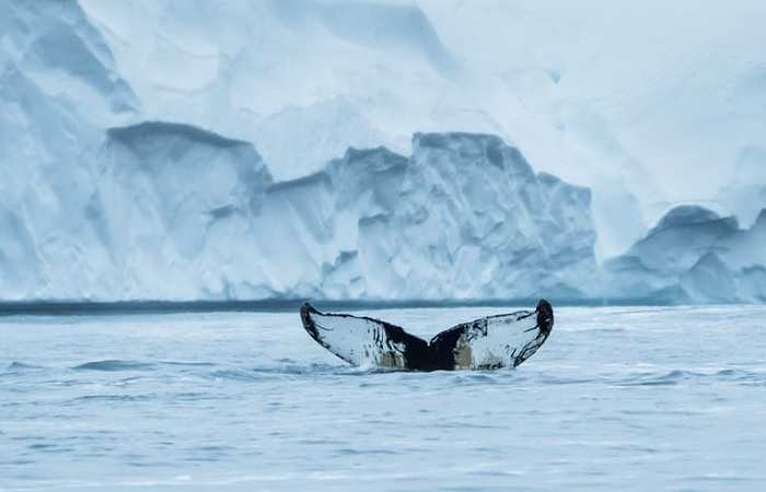 Фото недели, 7 января 2018, Гренландия, киты решили переждать зиму тут