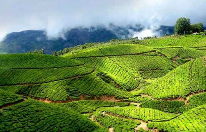 Южная Индия, чайные холмы