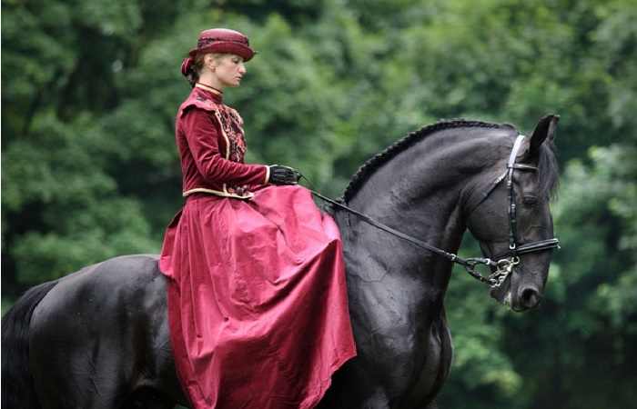 Из Чехии в Саксонию, лошадь породы кладрубы