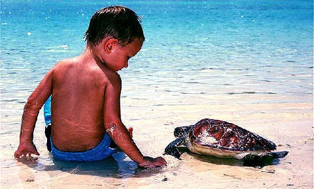 Морские черепахи Каретта Каретта, обитатели пляжа Изтузу