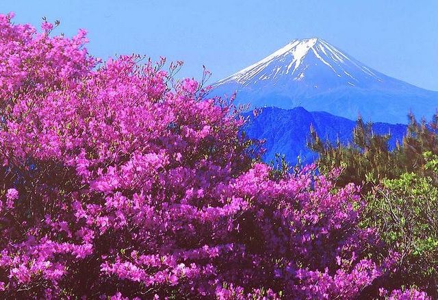 Цветение Саакуры в Японии