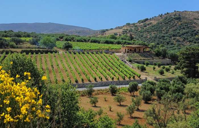 Экскурсии на острове Крит, Греция - винные туры из Ираклиона