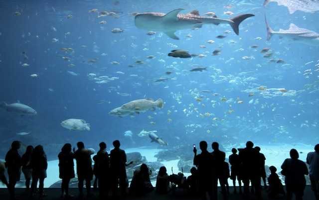 Кипр для детей, океанический аквариум