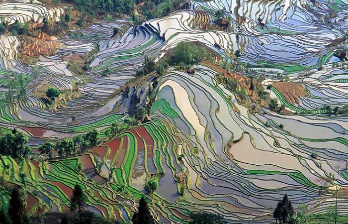 Круиз по Японии, рисовые поля