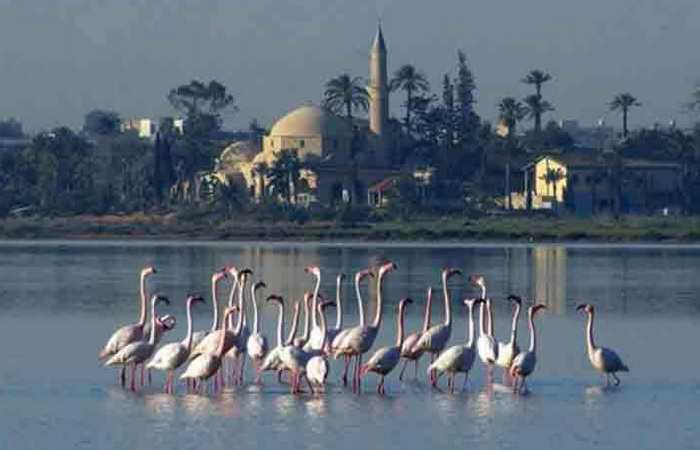 Соленое озеро Ларнаки и фламинго