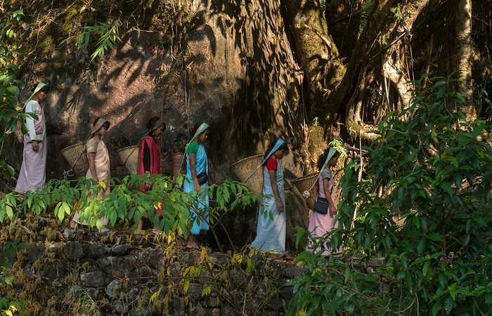 Женщины штата Мегхалая за работой - уборка чая