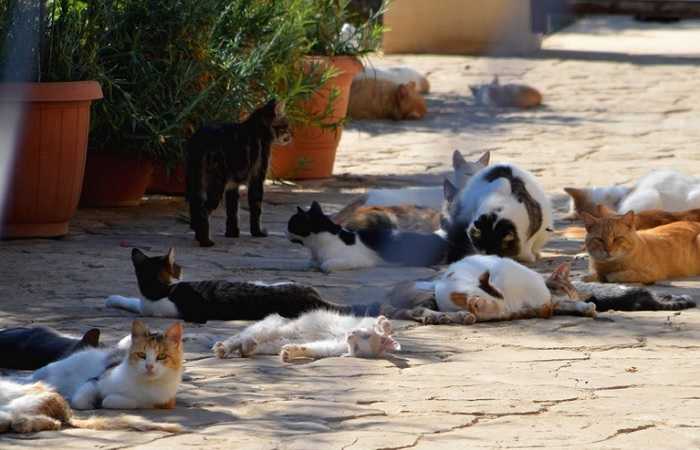 Необычный Кипр - кошачий монастырь