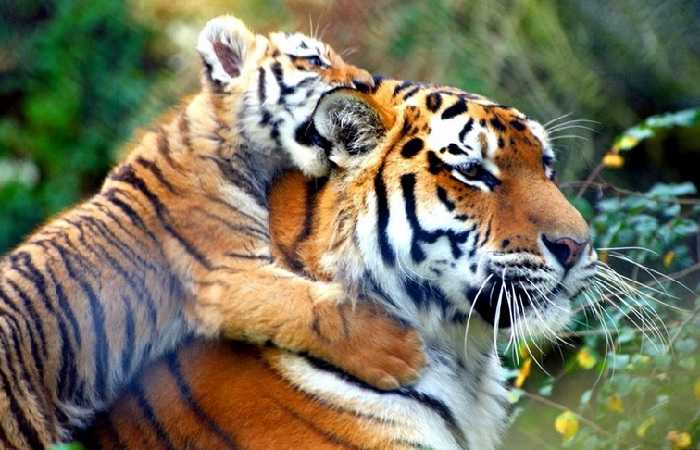 Тигры в Индии