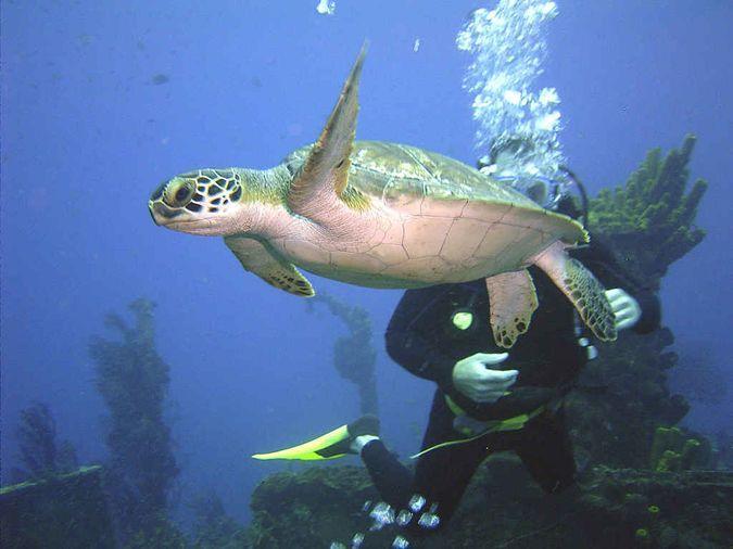 Дайвинг, подводный мир острова Сент-Люсия
