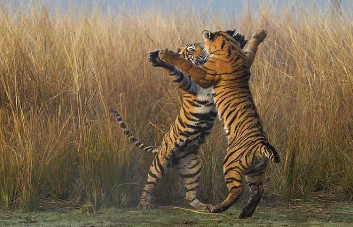 Бенгальские тигры Северной Индии