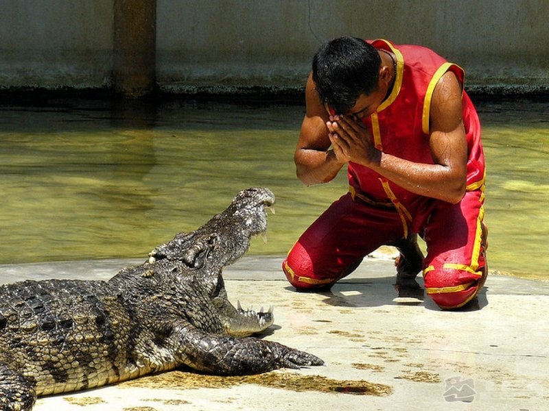 Крокодилы в Египте